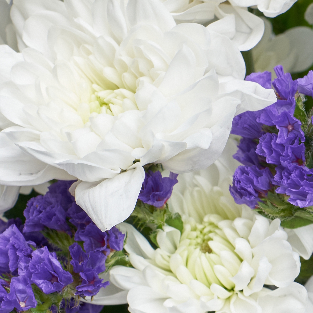 Букет белых хризантем с фиолетовой статицей
