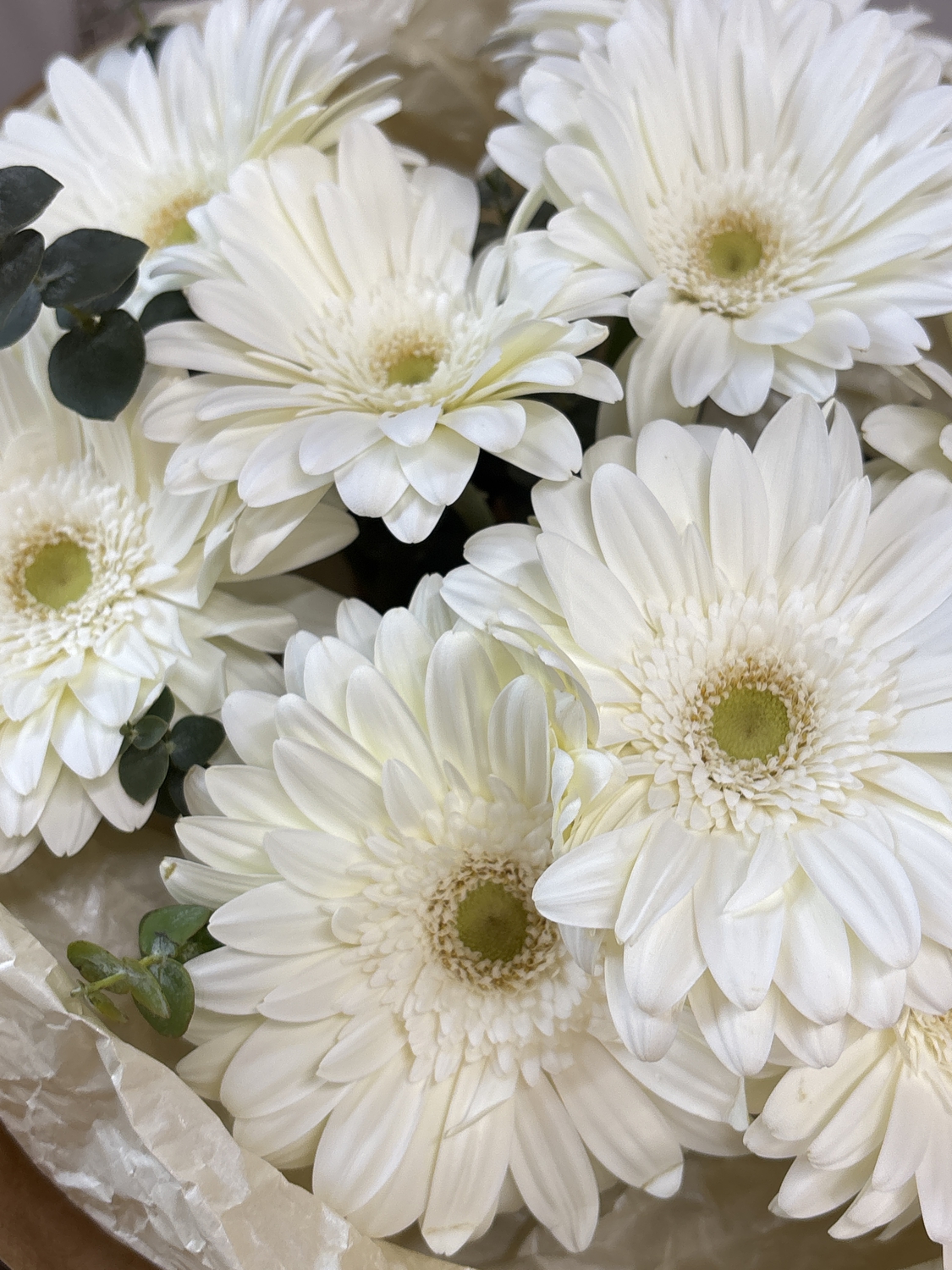 Букет белых гербер